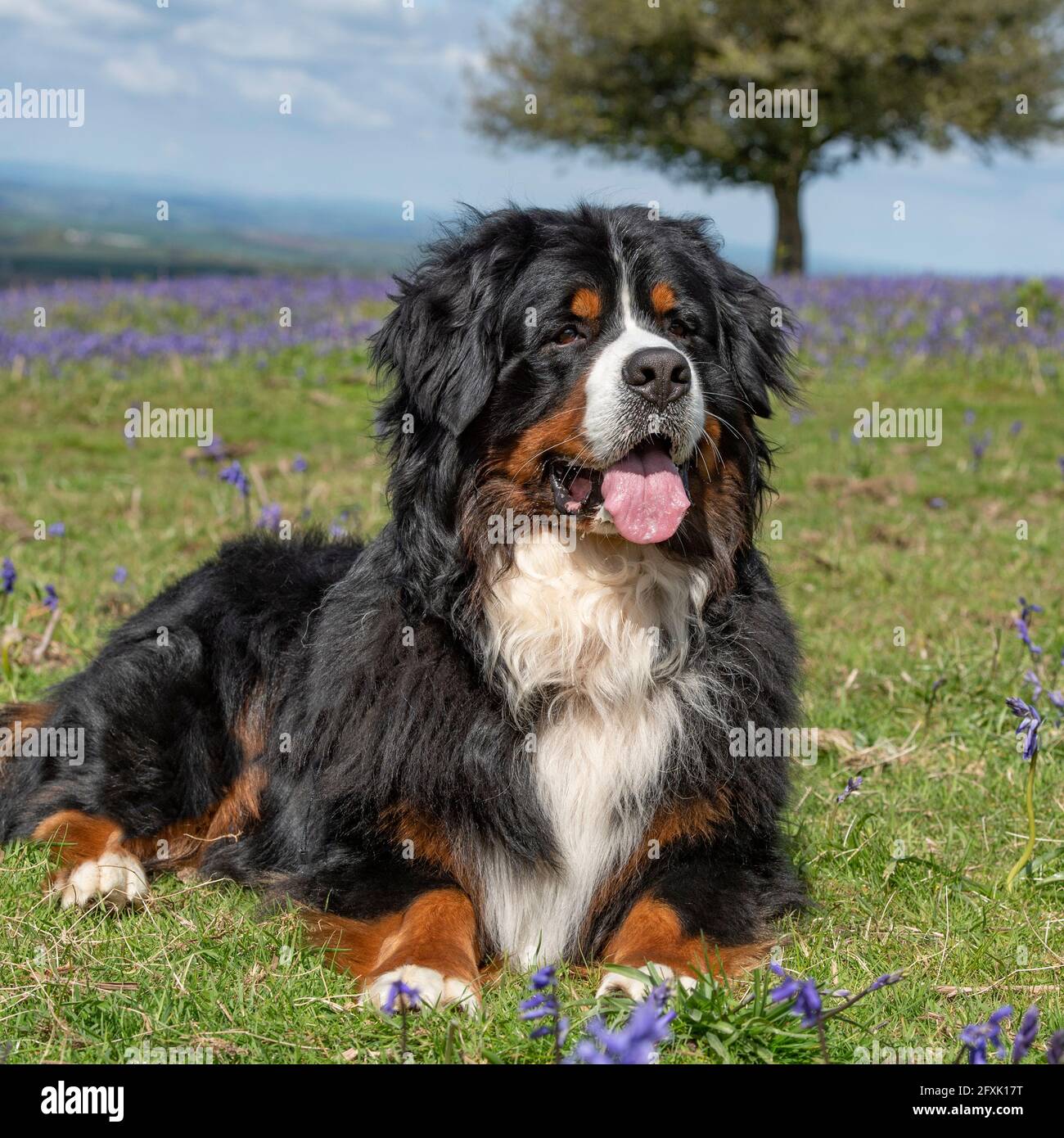 bernese mountain dog Stock Photo