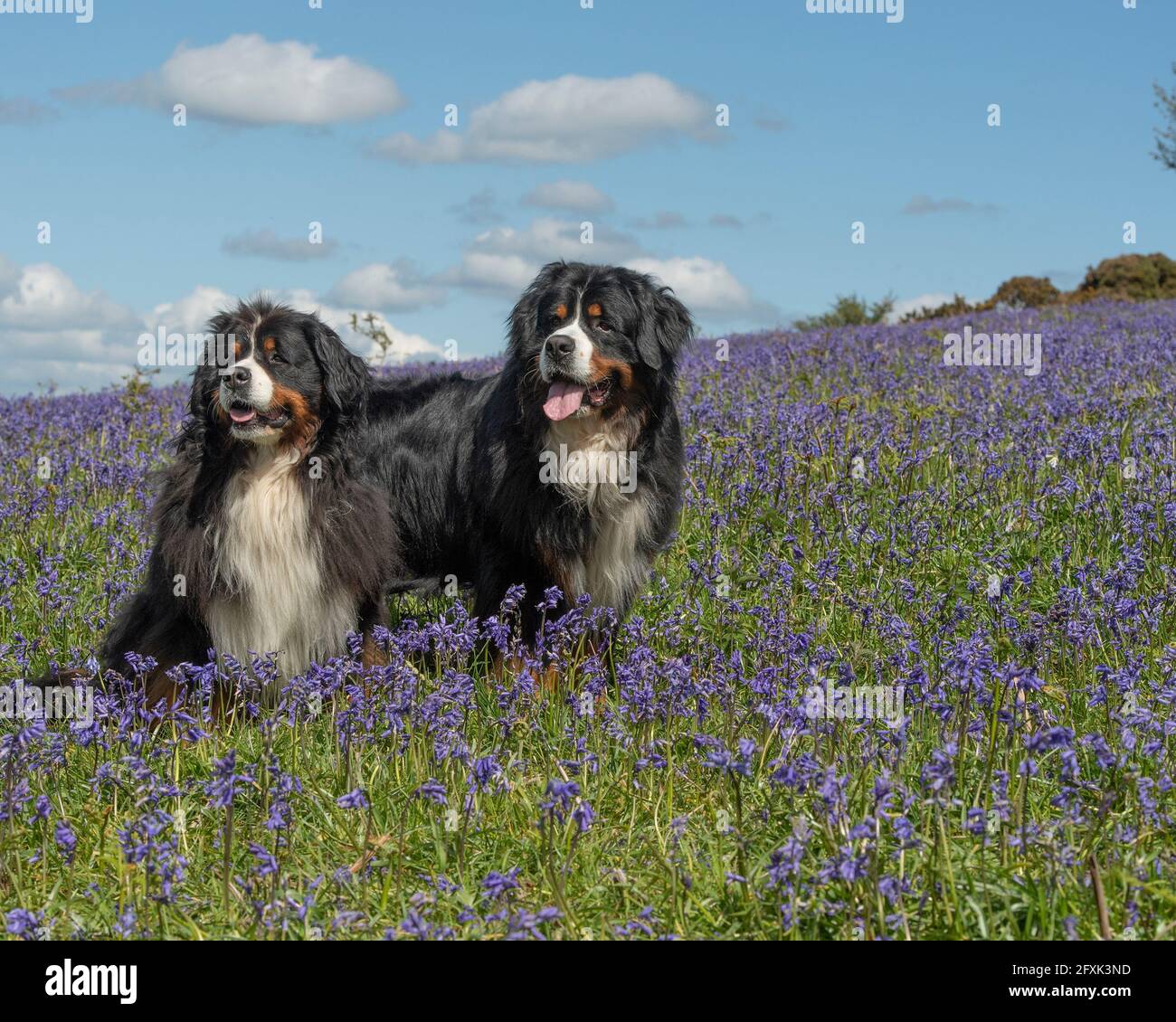 two bernese mountain dogs Stock Photo