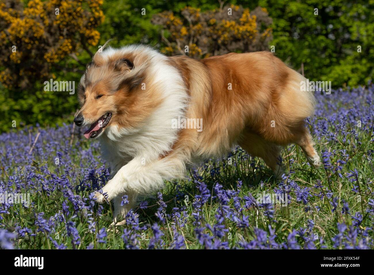 rough collie dog running through bluebell flowers Stock Photo