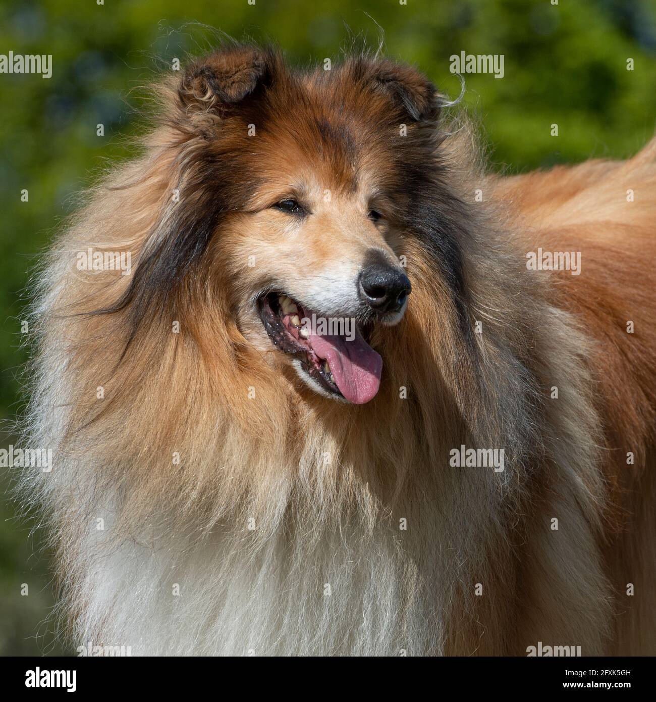 Rough Collie Stock Photo