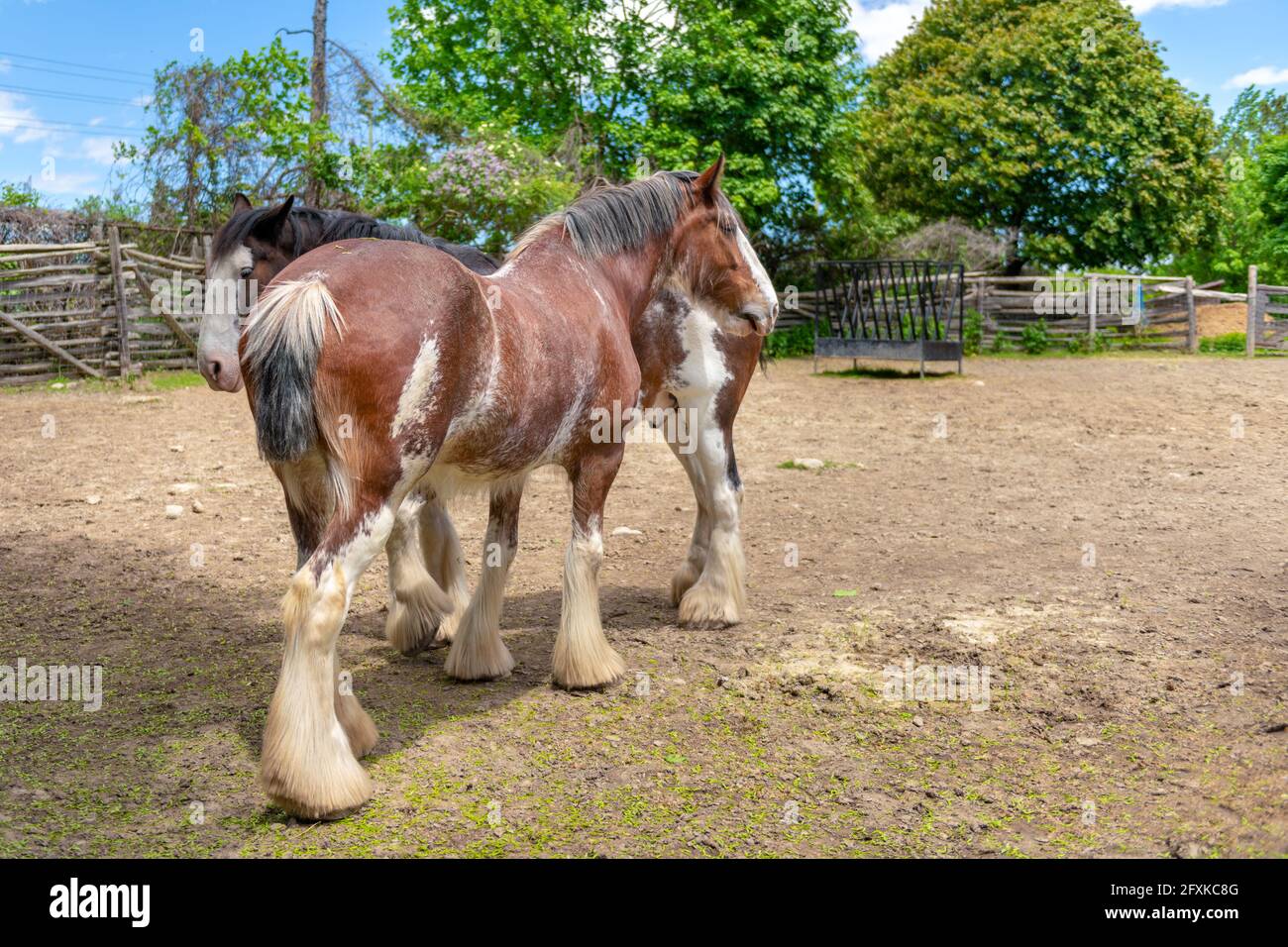 A couple of beautiful Clydesdale horses. The Clydesdale horses are