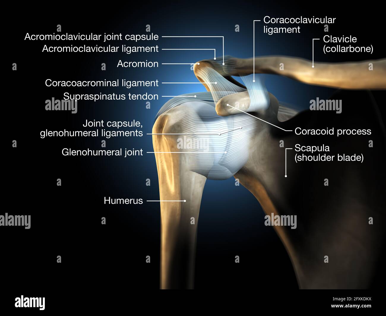 3d Illustration Showing Human Shoulder Joint With Bones And Ligaments