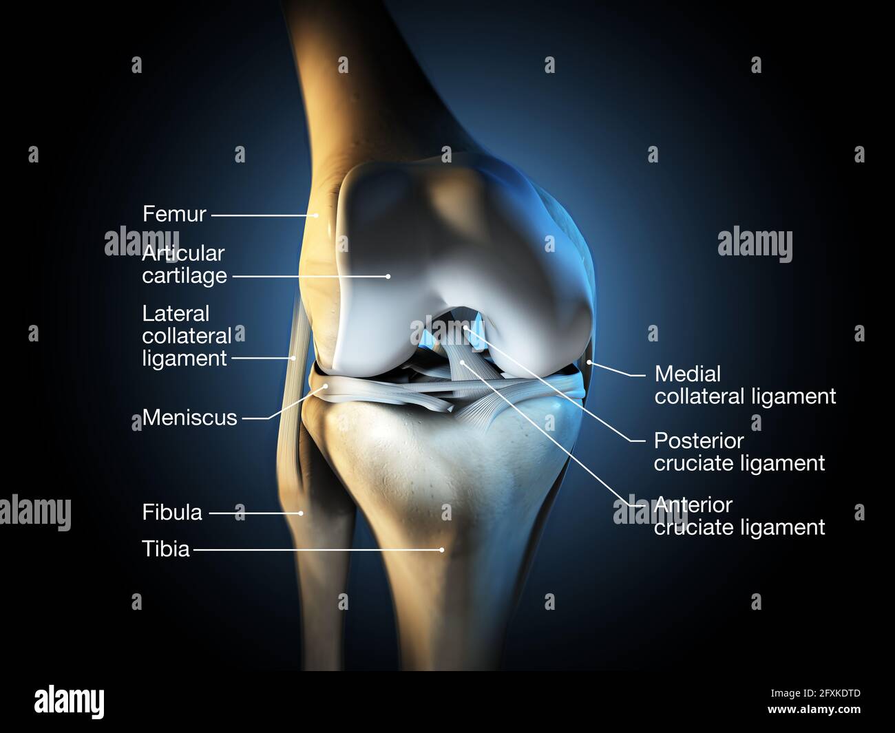 Meniscus Ligament Knee Anatomy Biology Diagrams