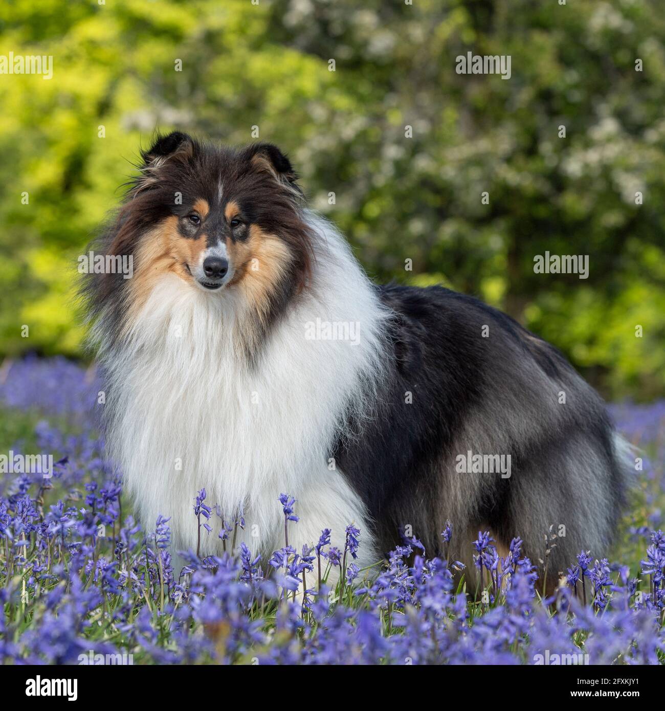 Tri color dog hi-res stock photography and images - Alamy