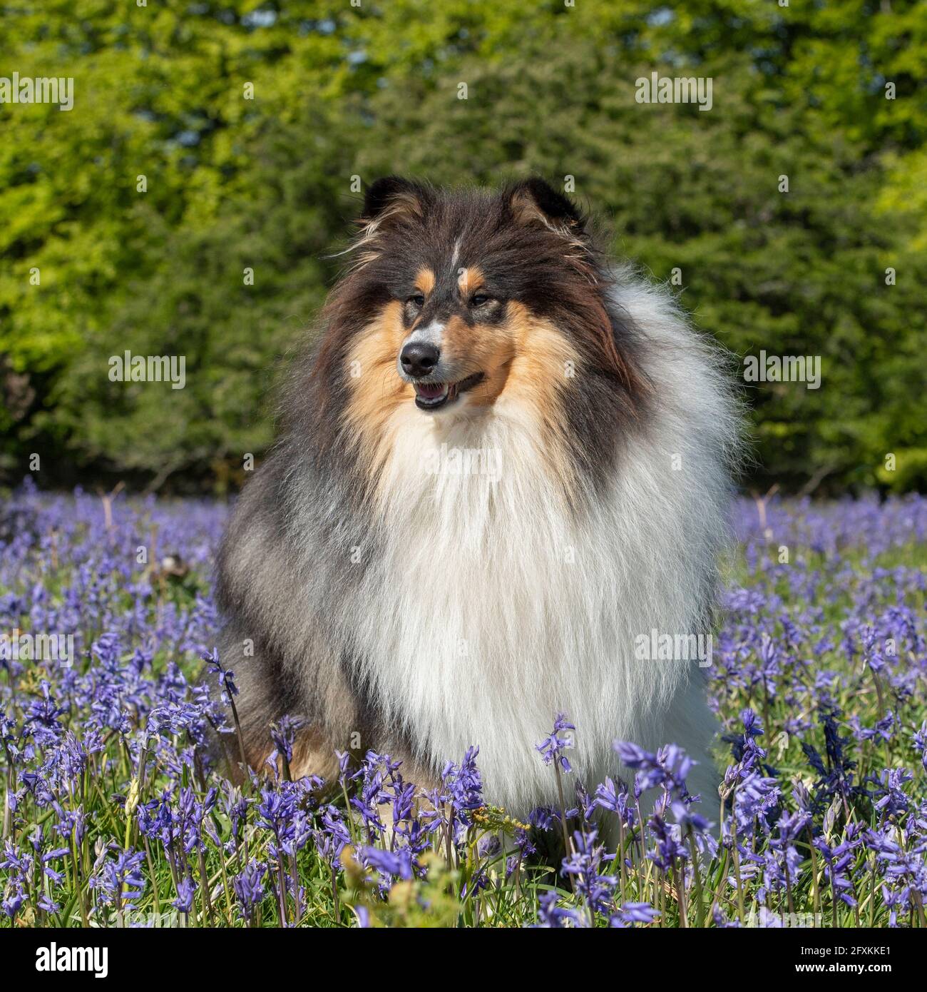 Tri color dog hi-res stock photography and images - Alamy
