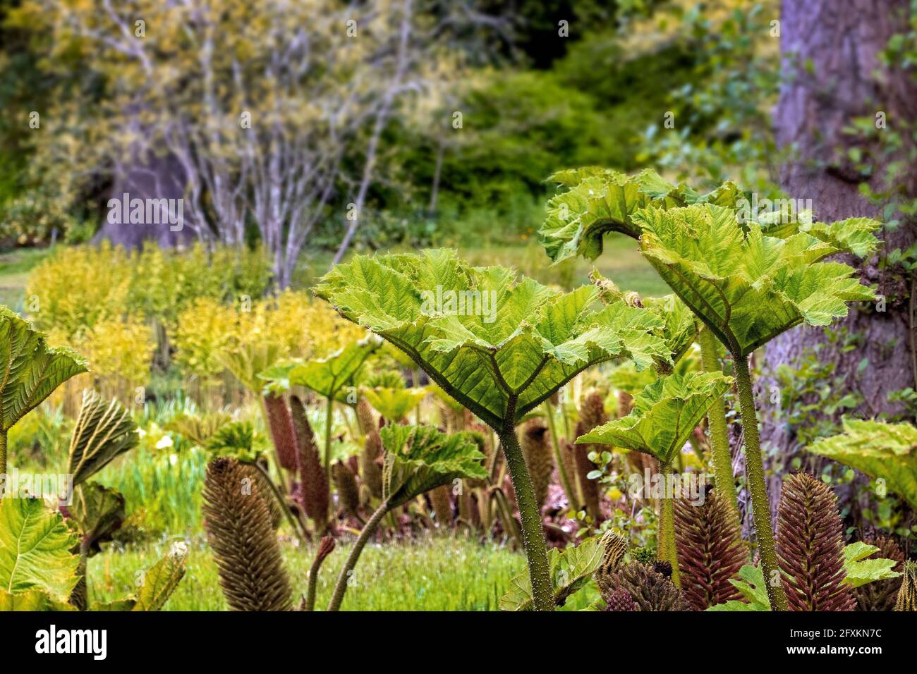 Gunnera at Savill Gardens Egham Surrey UK Stock Photo