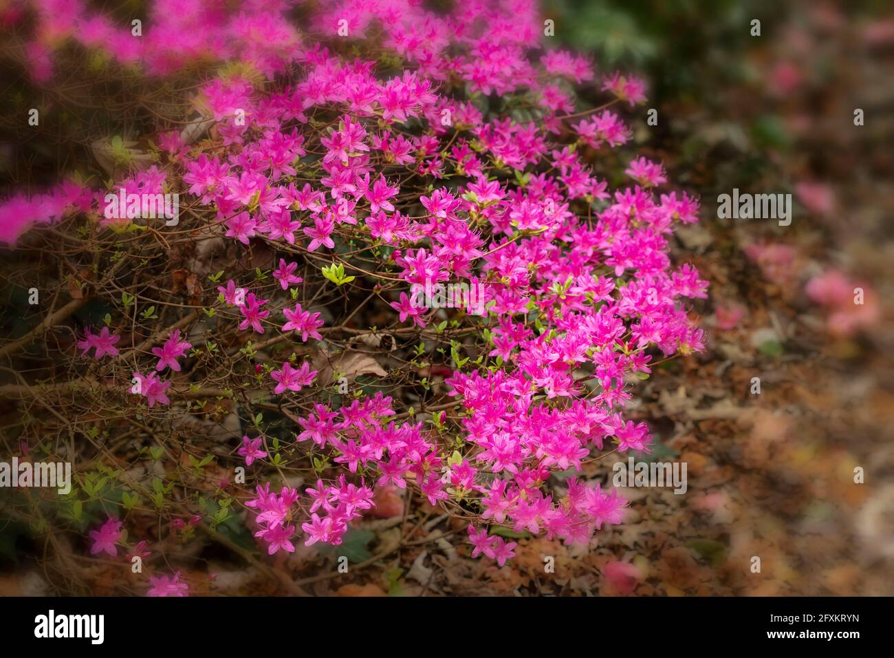 Rhododendron Hatsugiri flowering profusely in spring Stock Photo