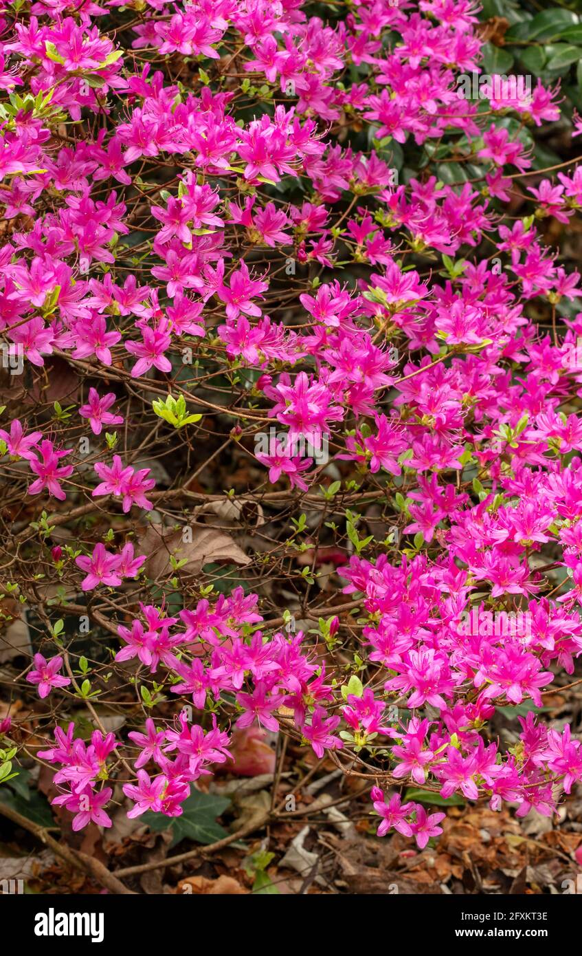 Rhododendron Hatsugiri flowering profusely in spring Stock Photo