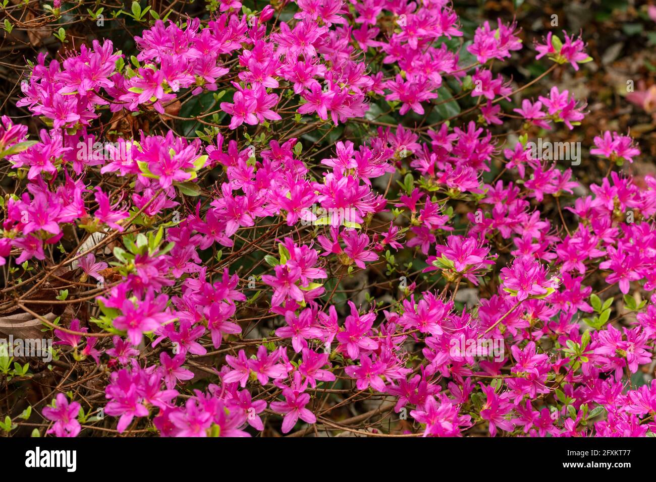 Rhododendron Hatsugiri flowering profusely in spring Stock Photo