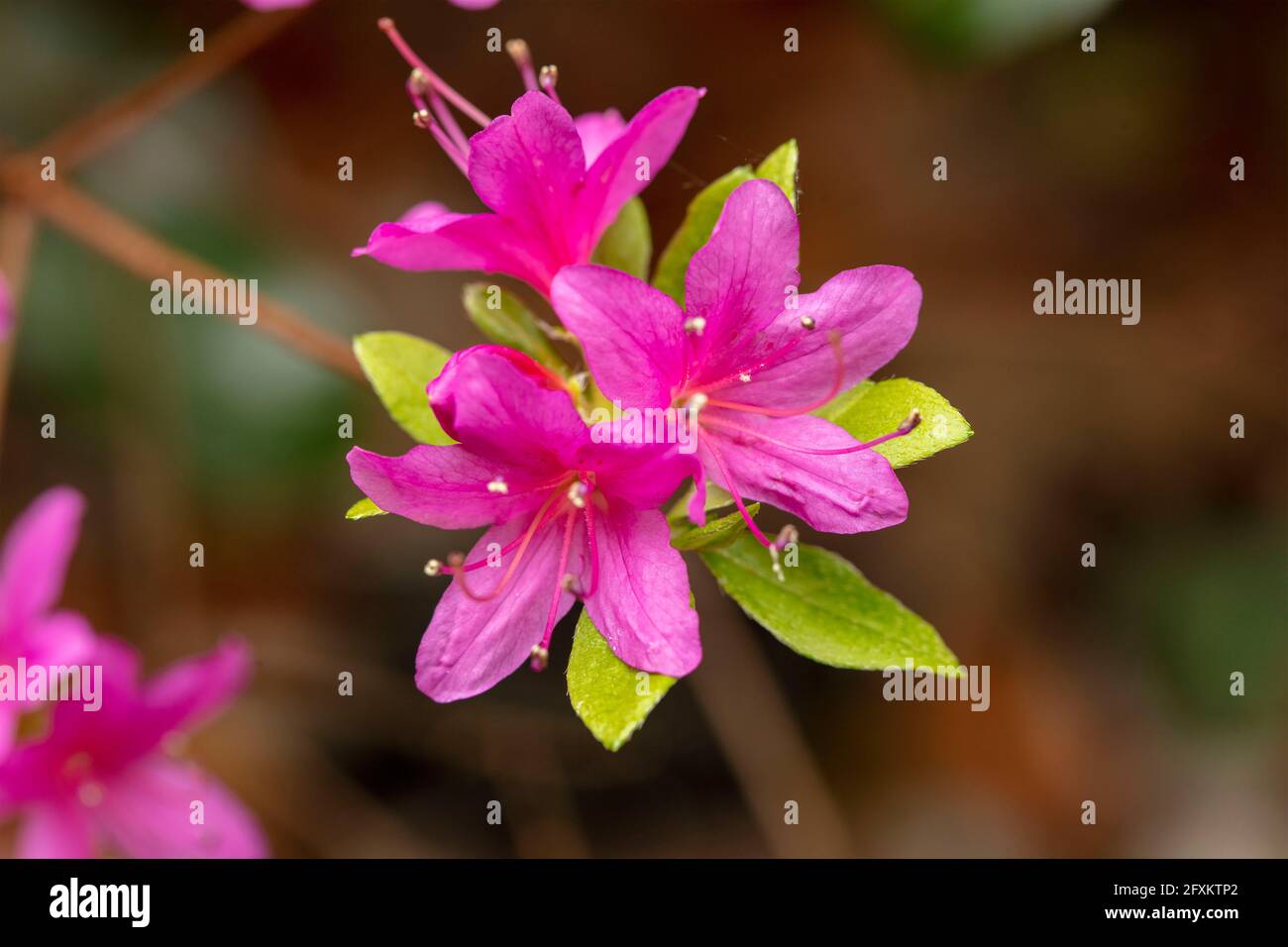 Rhododendron Hatsugiri flowering profusely in spring Stock Photo