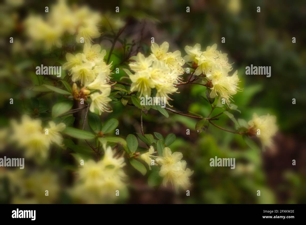 Rhododendron – Princess Anne (Dwarf Rhododendron hybrid) flowering ...