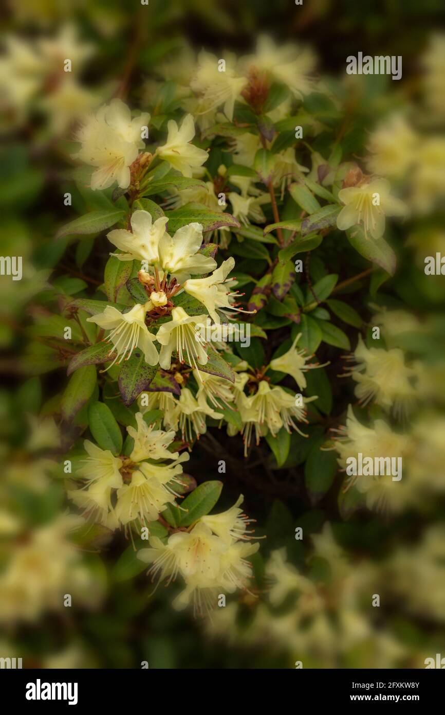 Rhododendron – Princess Anne (Dwarf Rhododendron hybrid) flowering ...