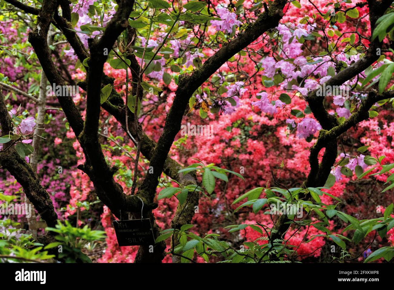 Azalea's at Savill Gardens Egham Surrey UK Stock Photo