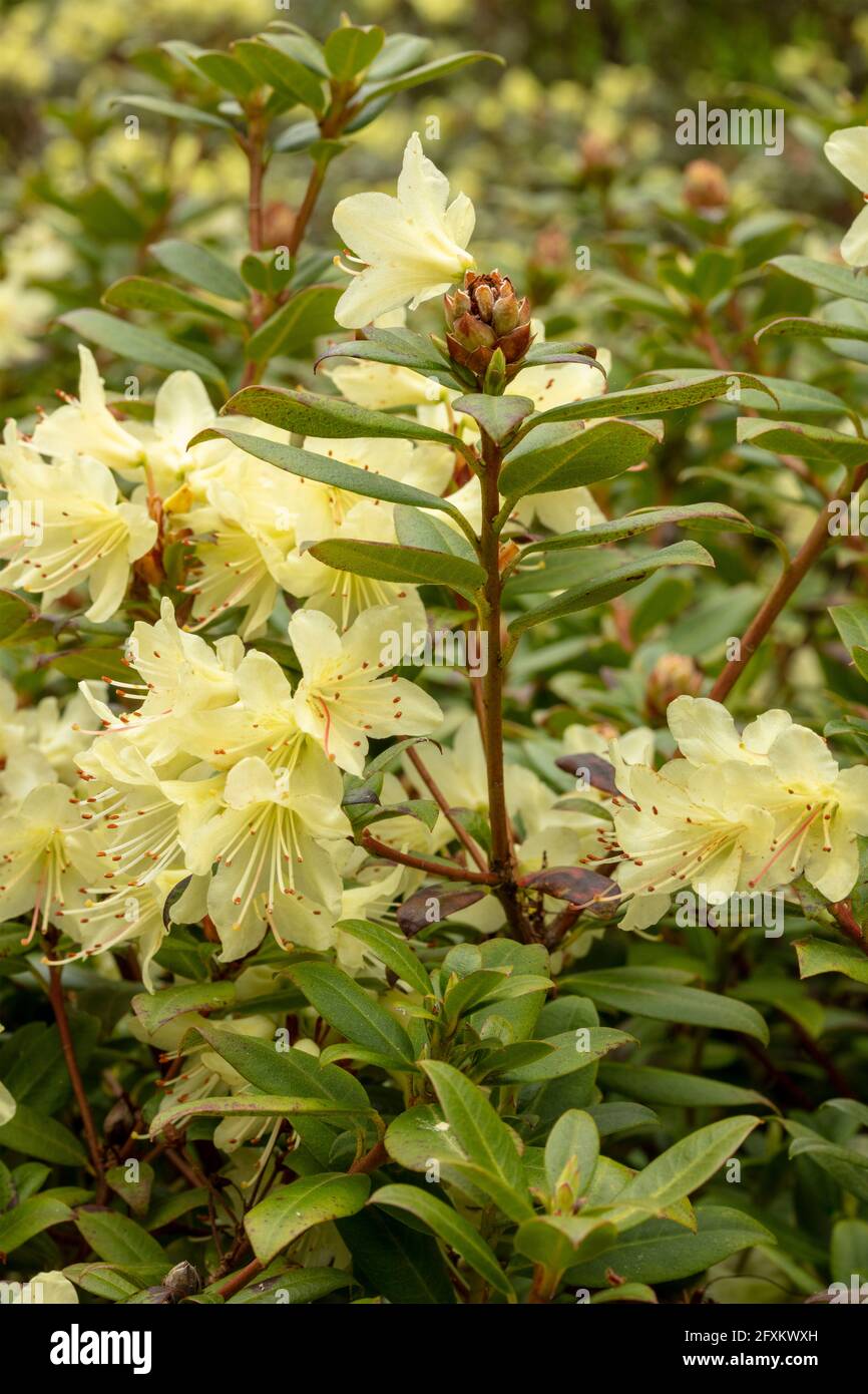 Rhododendron – Princess Anne (Dwarf Rhododendron hybrid) flowering ...