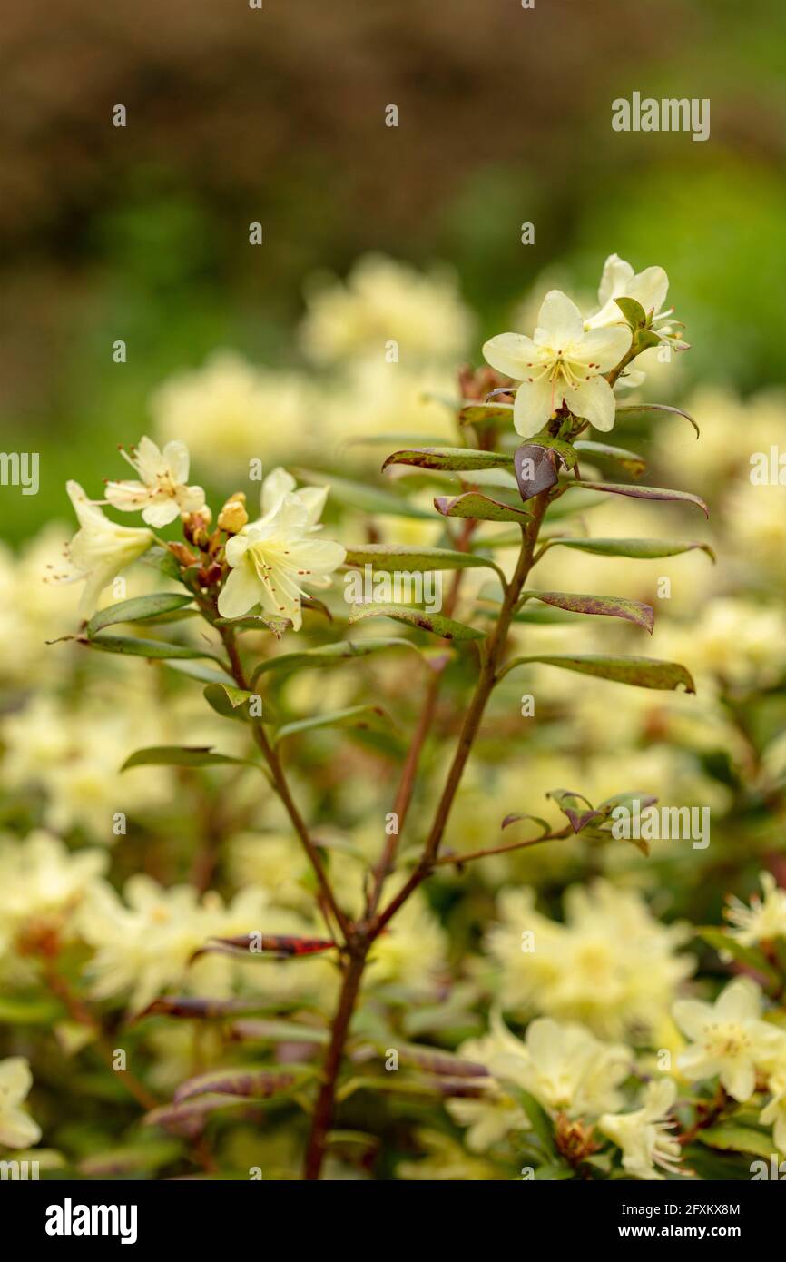 Rhododendron – Princess Anne (Dwarf Rhododendron hybrid) flowers with out of focus background, natural plant portrait Stock Photo