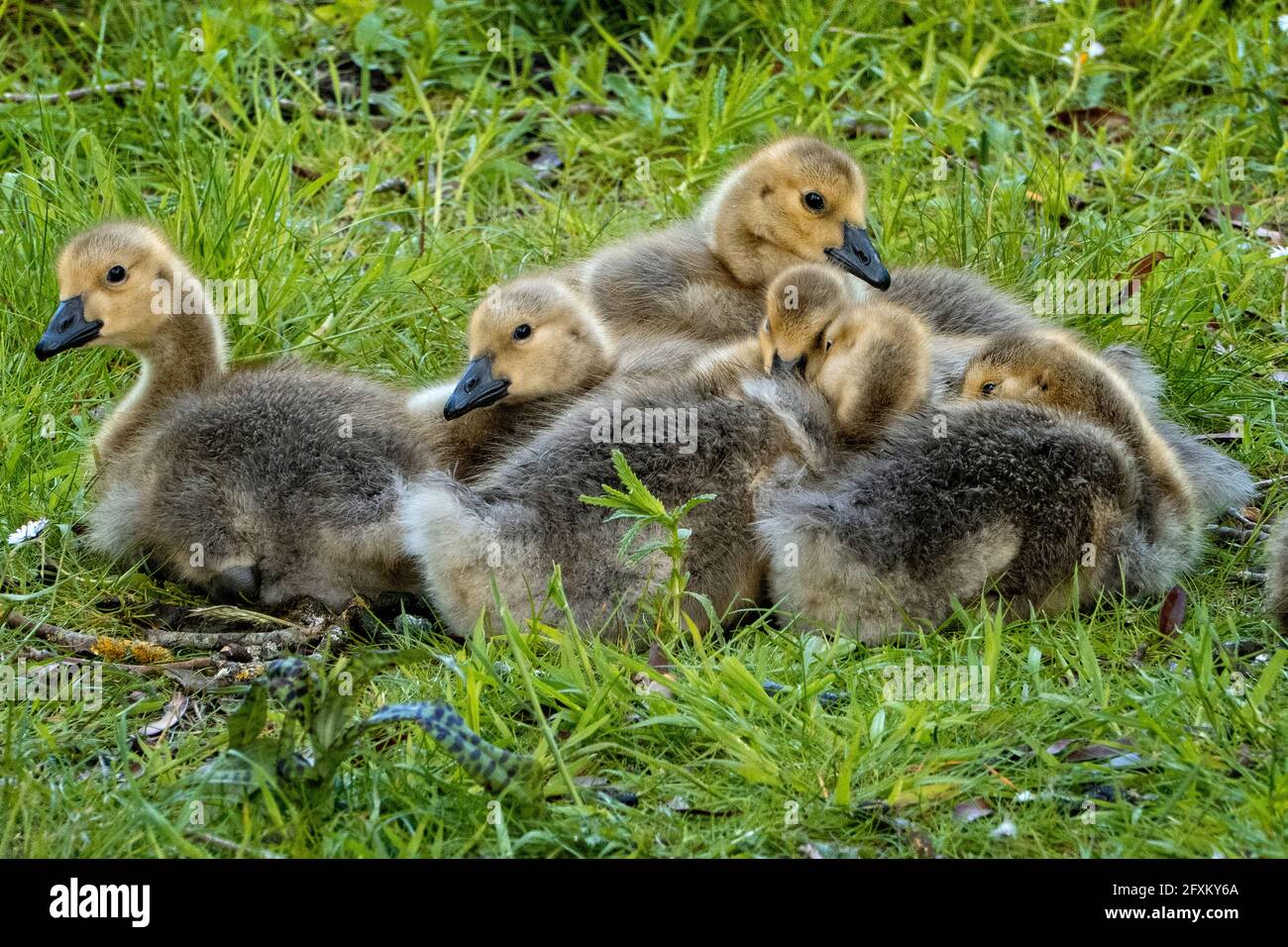 Canada Geese Goslings in Spring Stock Photo