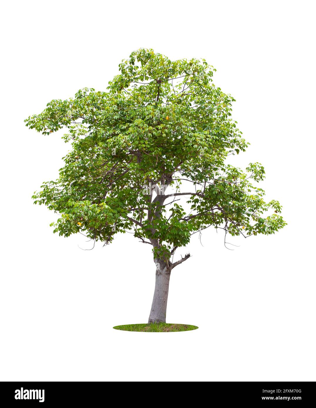 Beautiful green tree isolated on white background Stock Photo - Alamy