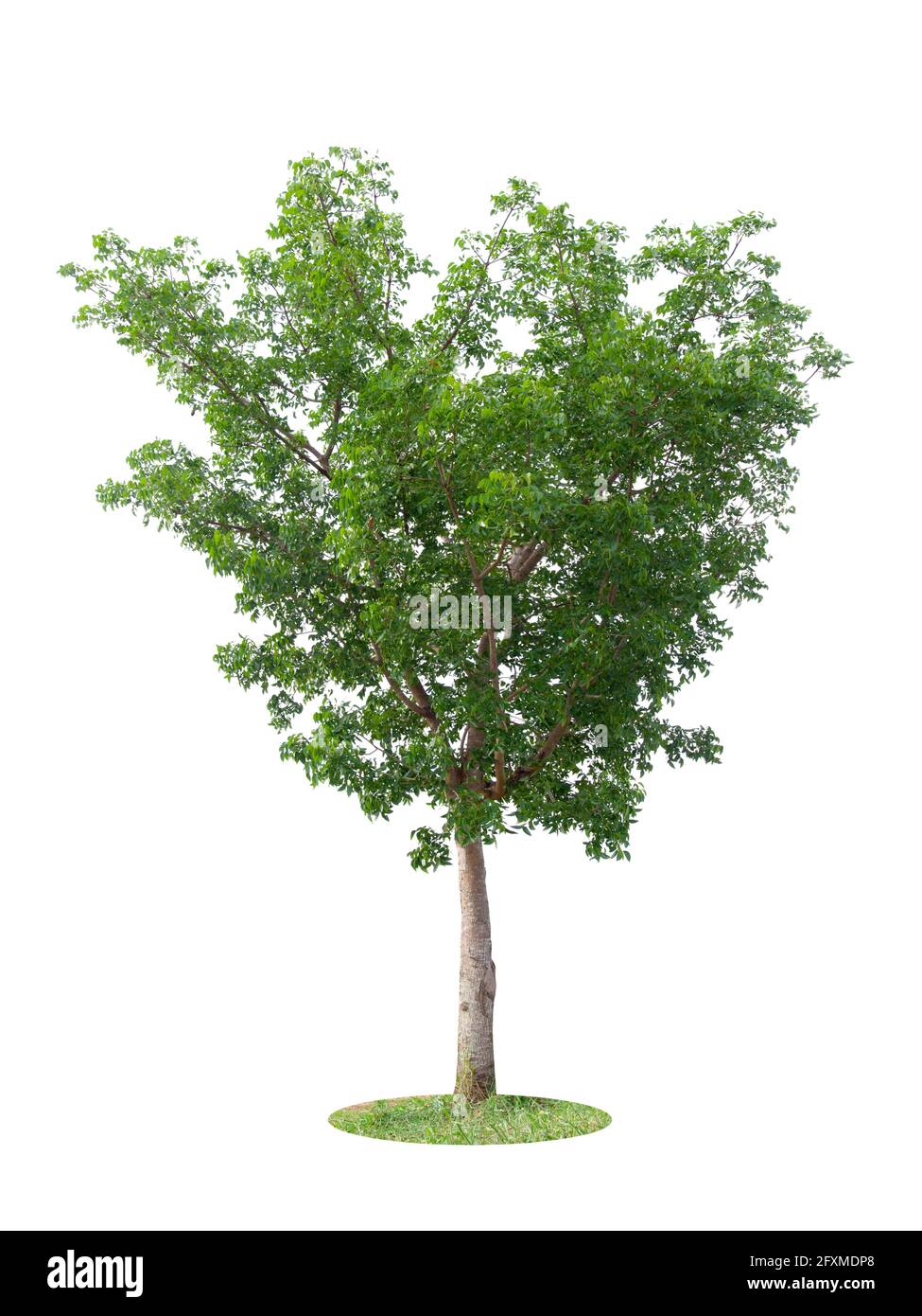 Beautiful green tree isolated on white background Stock Photo - Alamy