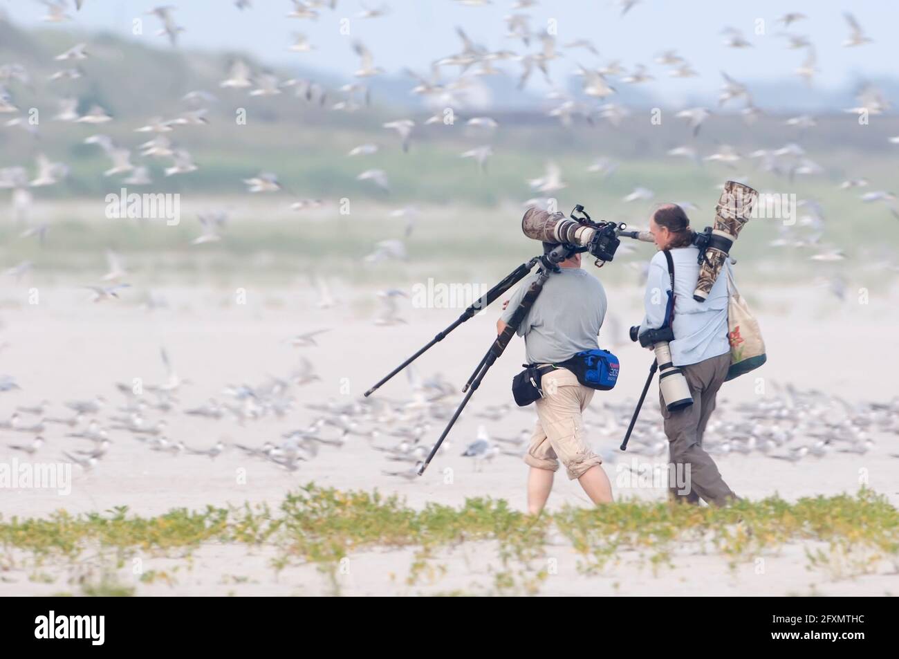 Bird photographers and flight of shorebirds on a Long Island barrier beach Stock Photo