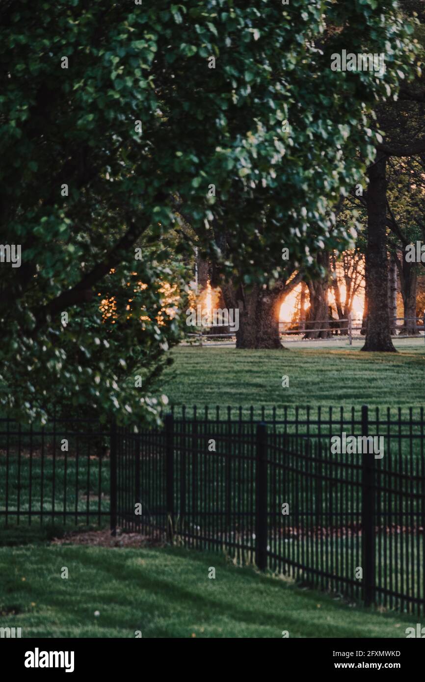 Vertical shot of sun rays beam through trees in a park Stock Photo - Alamy