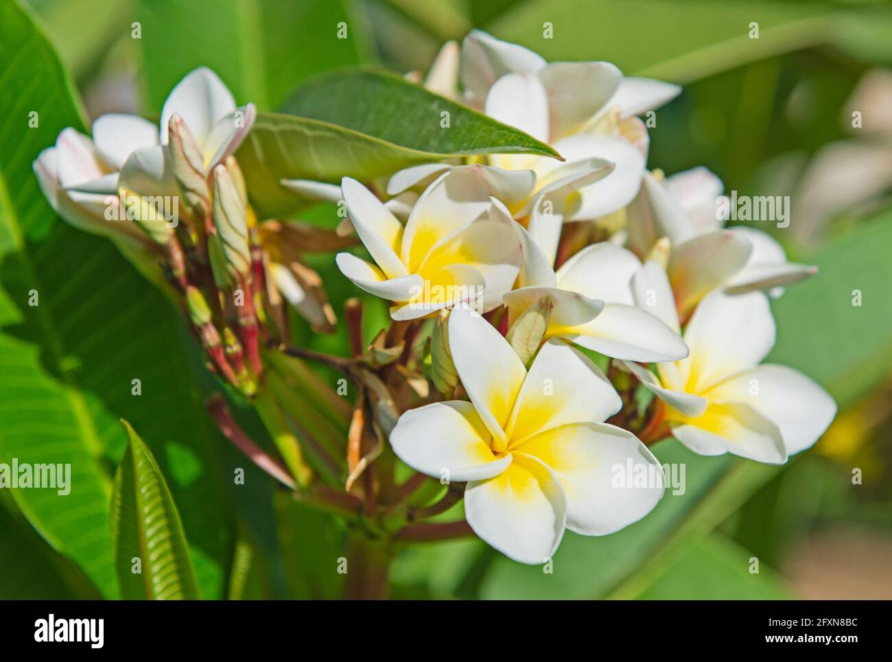 Close-up detail of white and yellow frangipani plumeria flower petals in garden Stock Photo