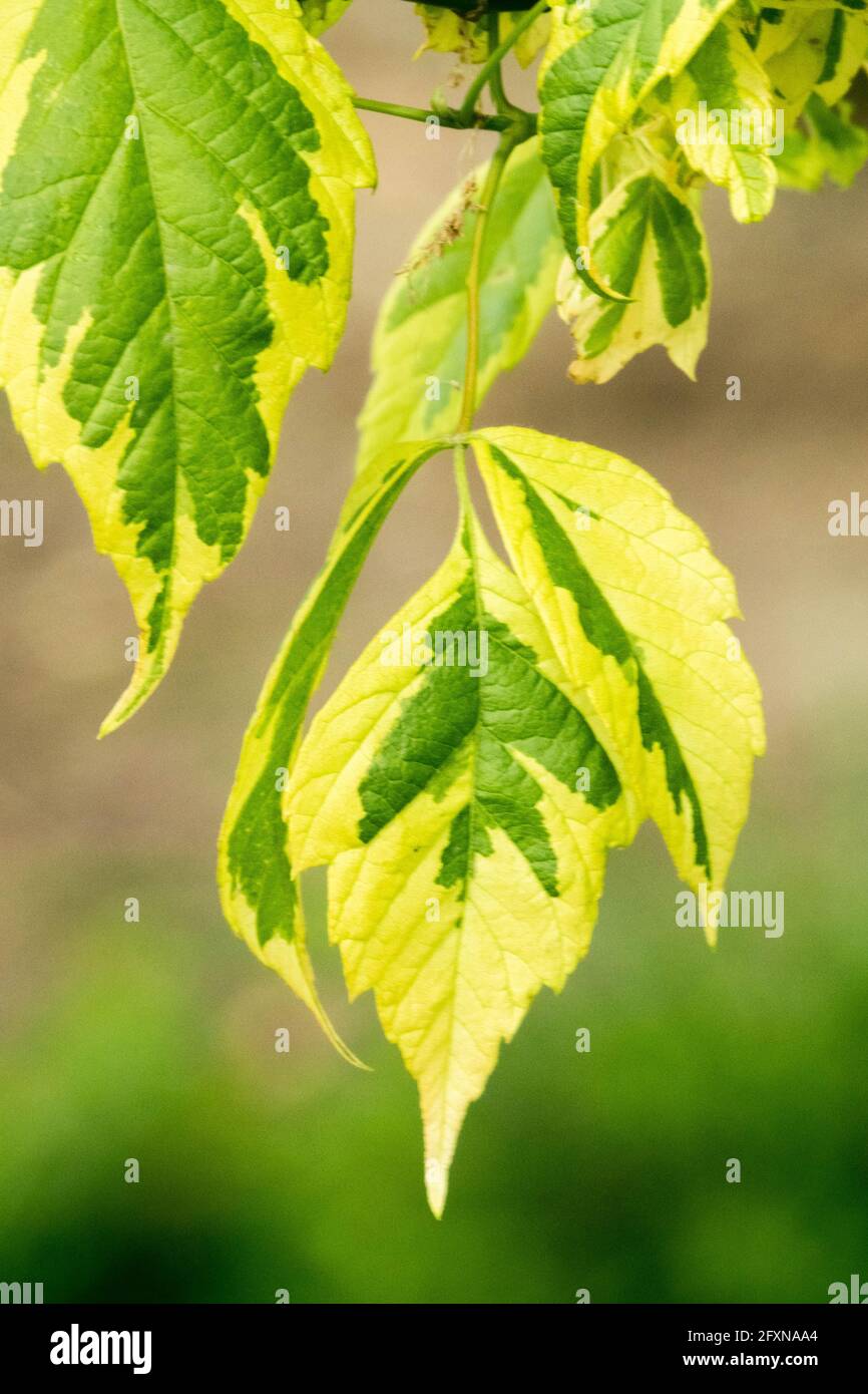 Box elder leaf Acer negundo Argenteonotatum Ash-leaved maple Stock Photo