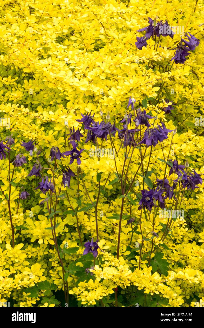 Page 2 Berberis Thunbergii High Resolution Stock Photography And Images Alamy