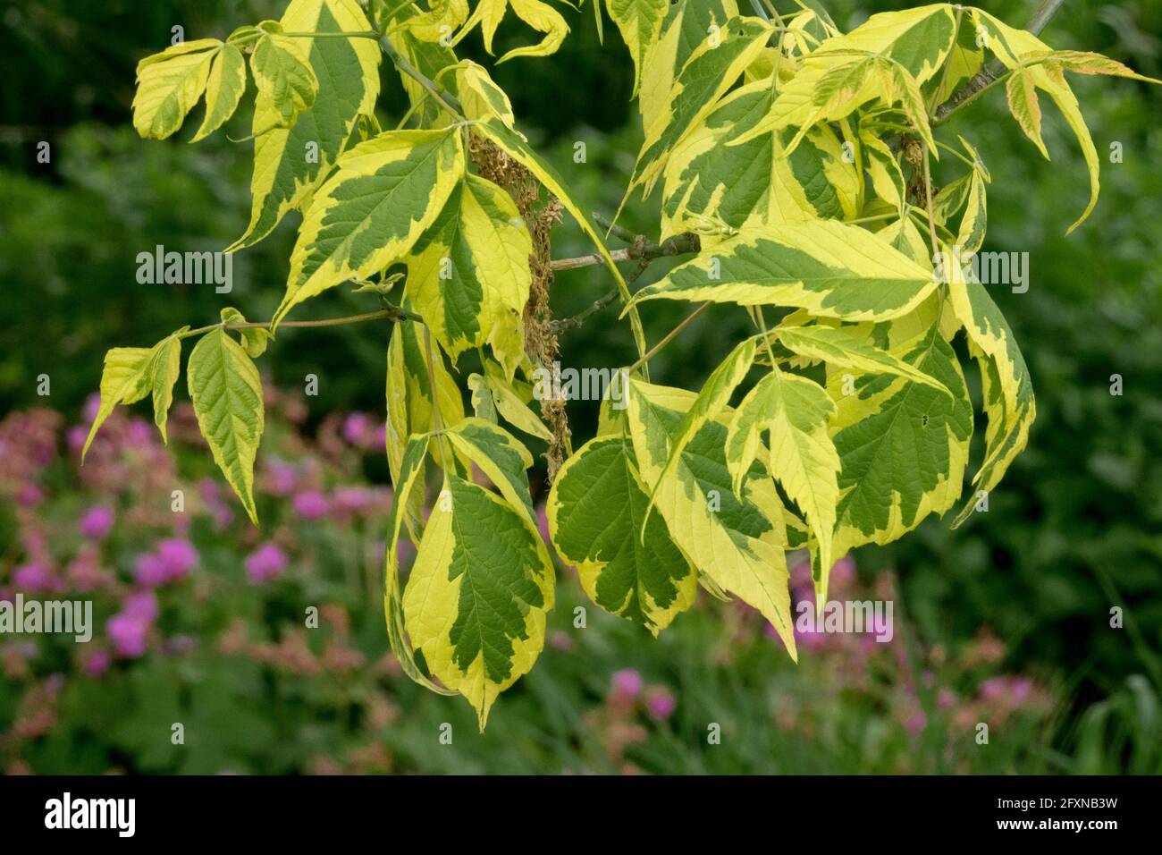 Box elder Acer negundo Argenteonotatum Stock Photo