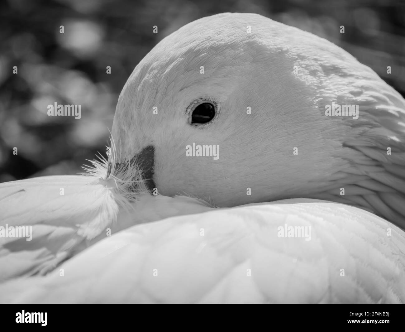 Relaxed snow goose ,Anser caerulescens, Portrait, North Rhine-Westphalia , Germany Stock Photo