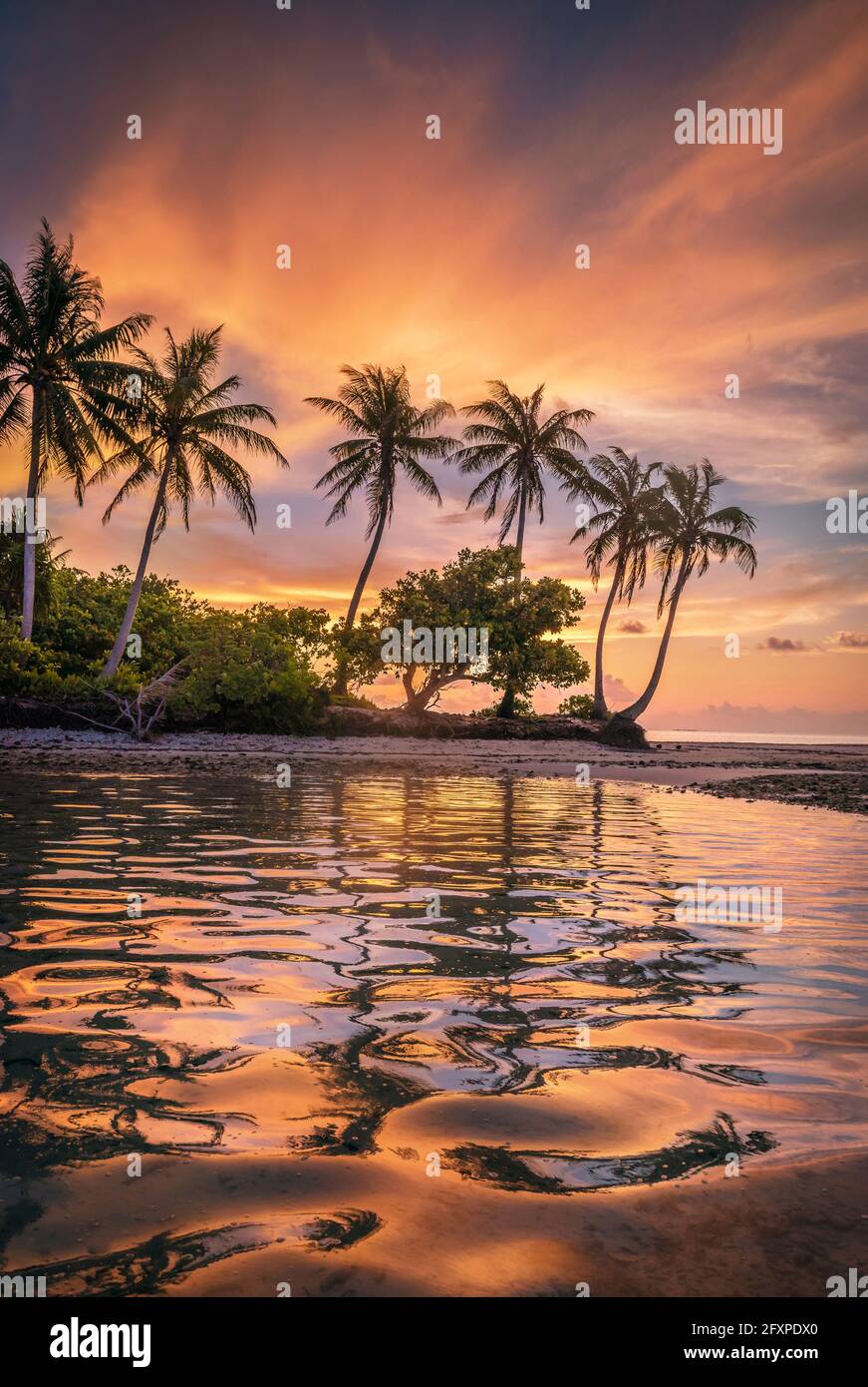 Sunset behind a row of coconut palms, Bora Bora, Tahiti, Society Islands, French Polynesia, Pacific Stock Photo