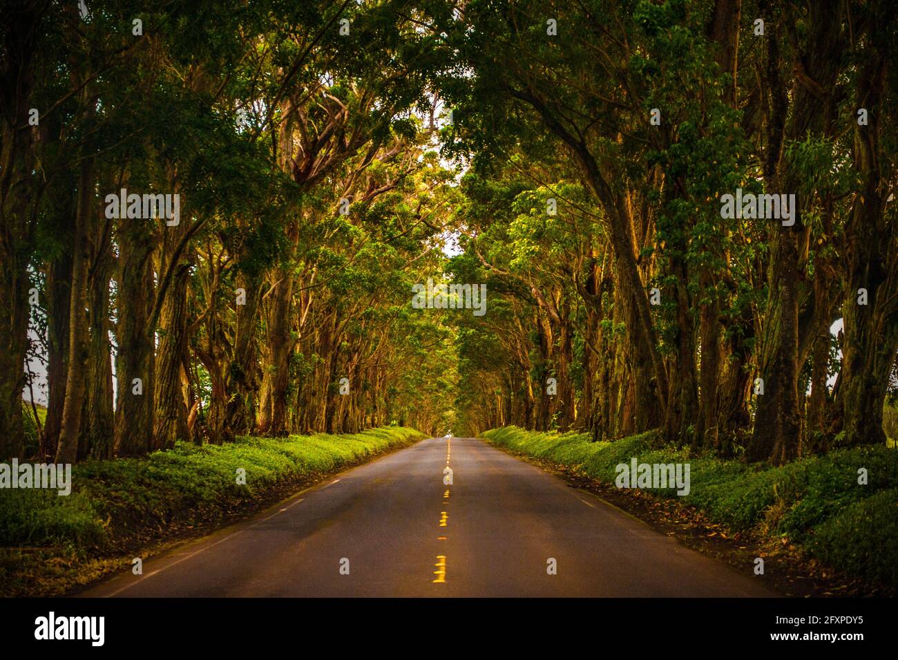 A tunnel of trees stretches to the horizon as light trickles down onto the road below, Koloa, Hawaii, United States of America, Pacific Stock Photo