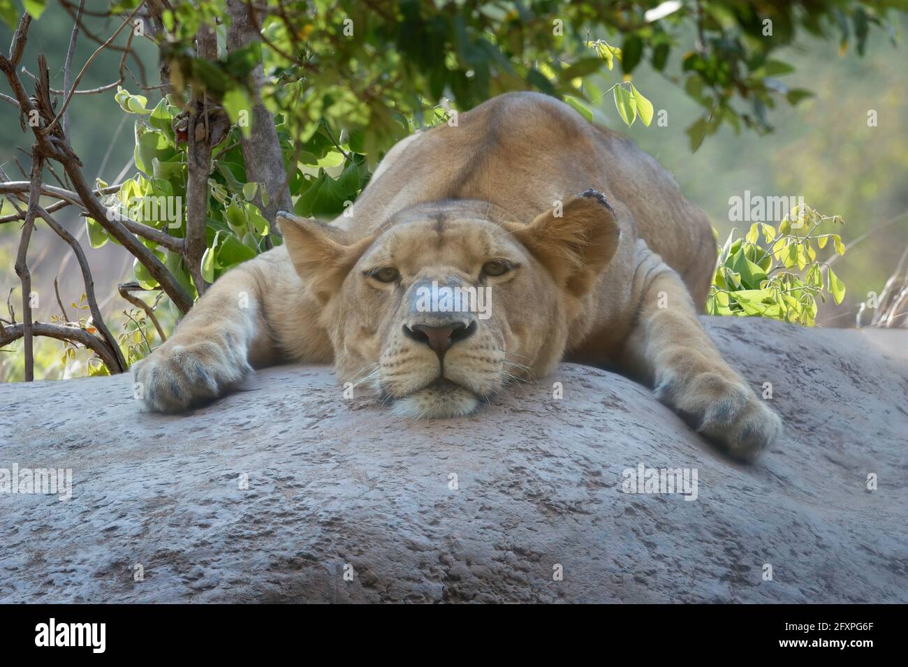 Female Angolan Lion (Panthera leo melanochaita), Angola, Africa Stock Photo