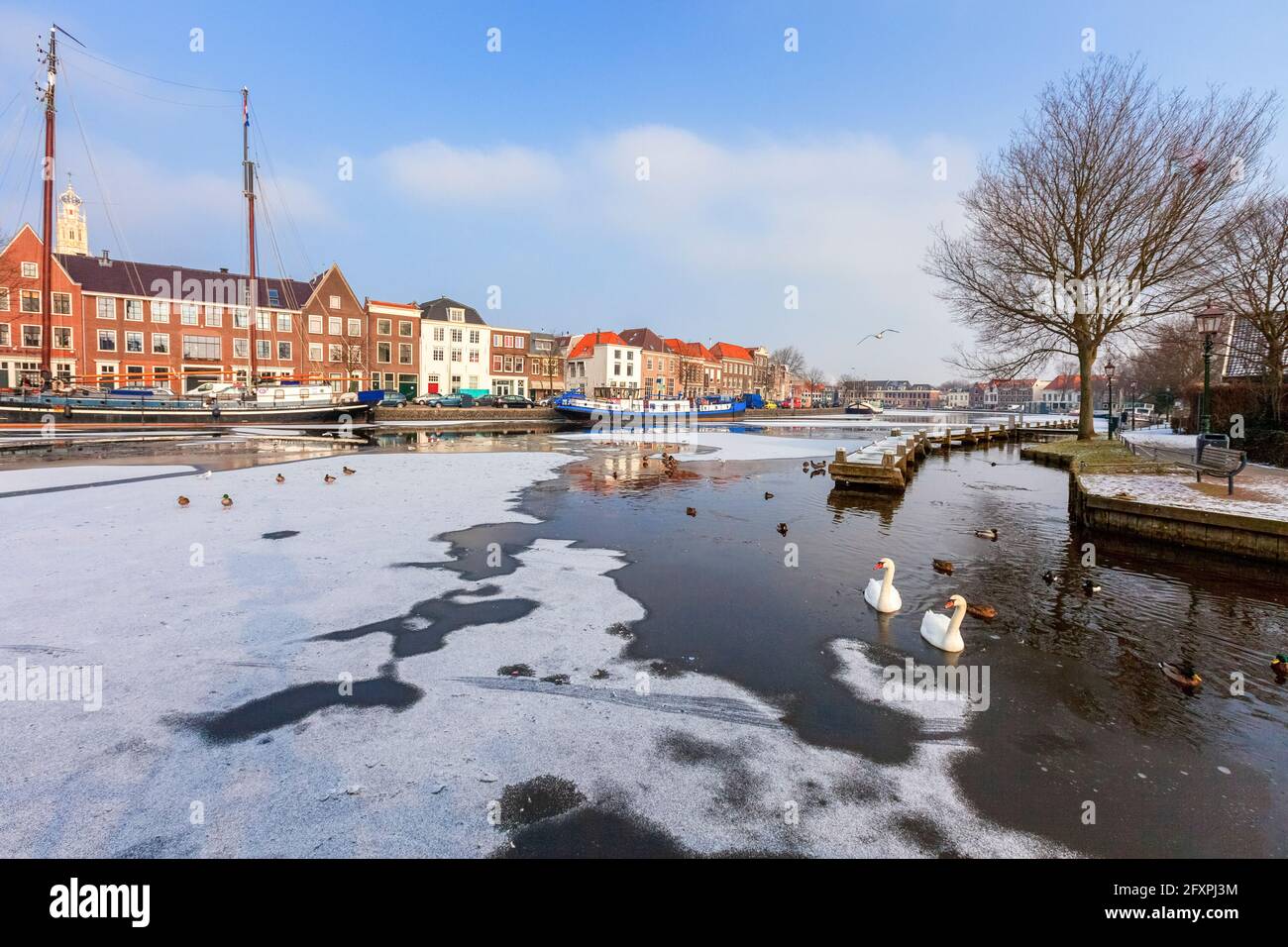 White swans in the frozen water of Spaarne river canal, Haarlem, Amsterdam district, North Holland, The Netherlands, Europe Stock Photo