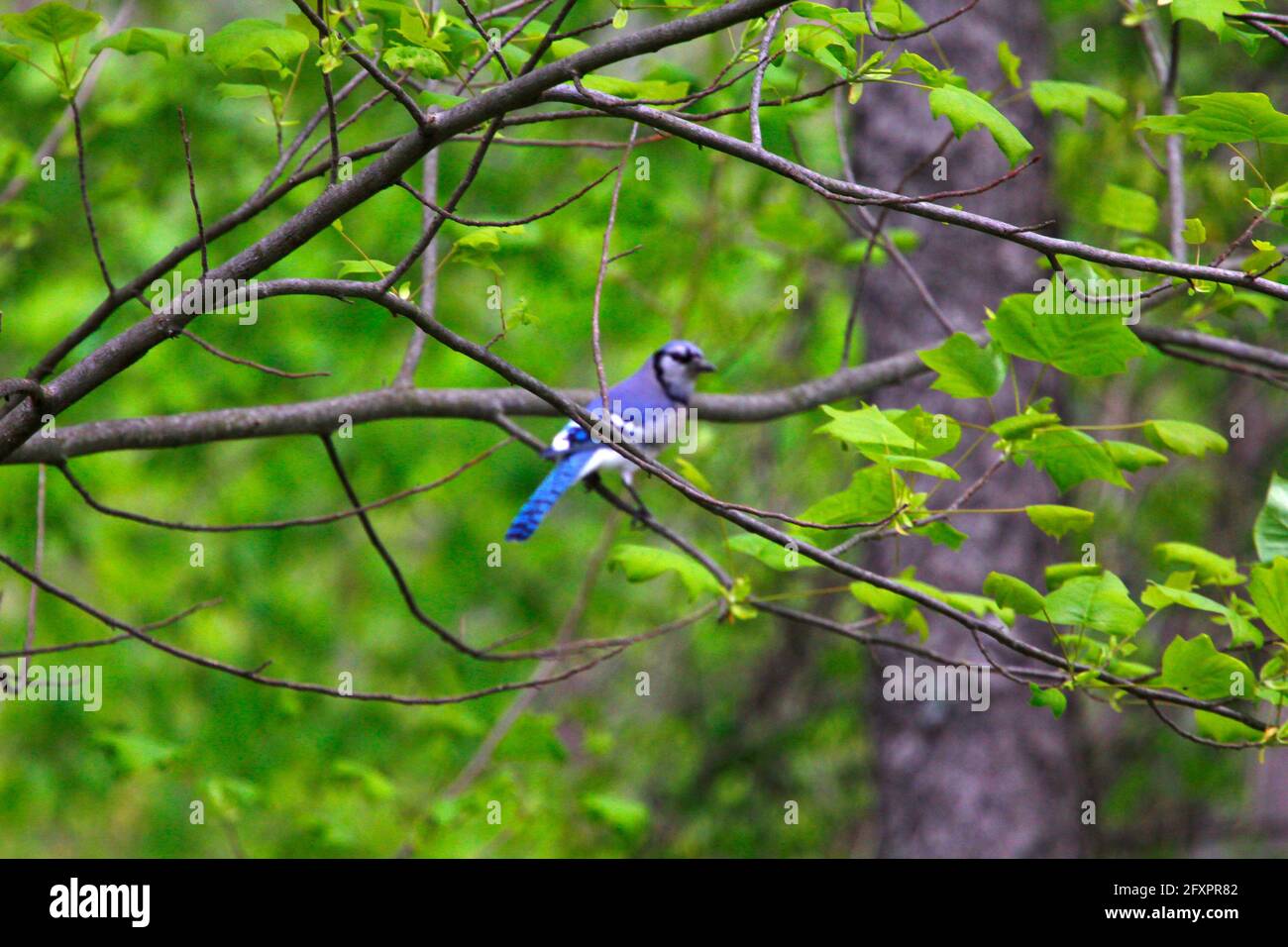 Blue Jay Sitting in a Tree Stock Photo