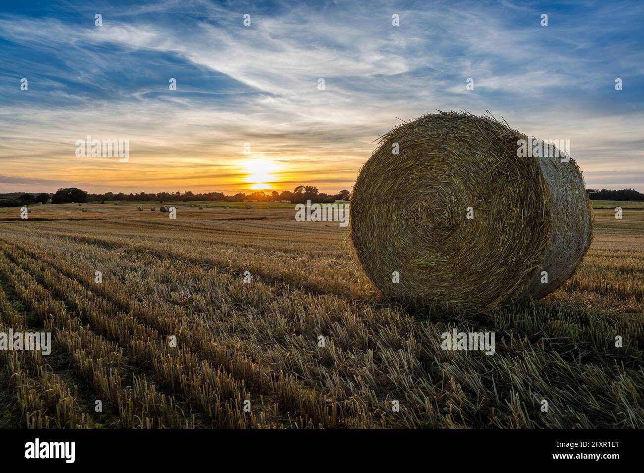 An agricultural field at sunset in Denmark Stock Photo