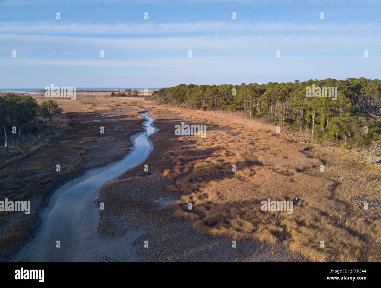 Chesapeake Bay salt marsh and loblolly pine trees, Hampton, Virginia, United States of America, North America Stock Photo