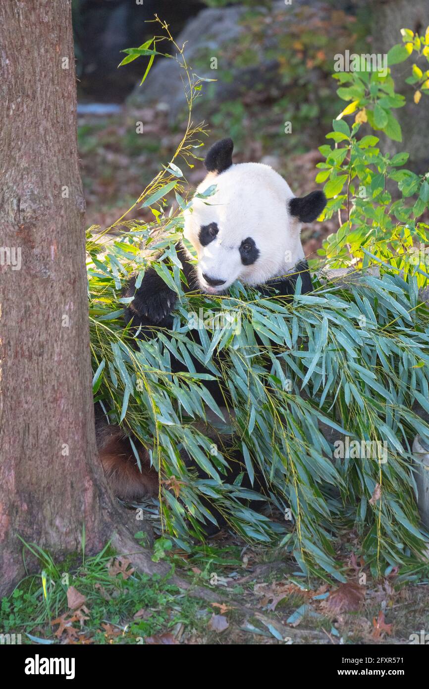 Bei Bei the Giant Panda eats bamboo in his enclosure at the Smithsonian
