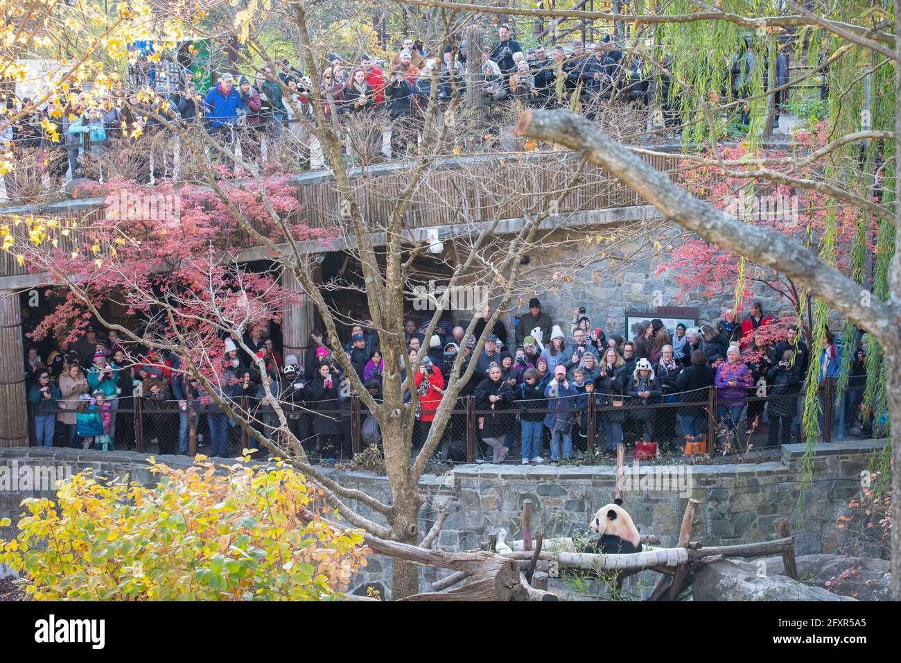 A large crowd watches Bei Bei the Giant Panda on the eve of his departure to China, Smithsonian National Zoo, Washington DC, USA, North America Stock Photo