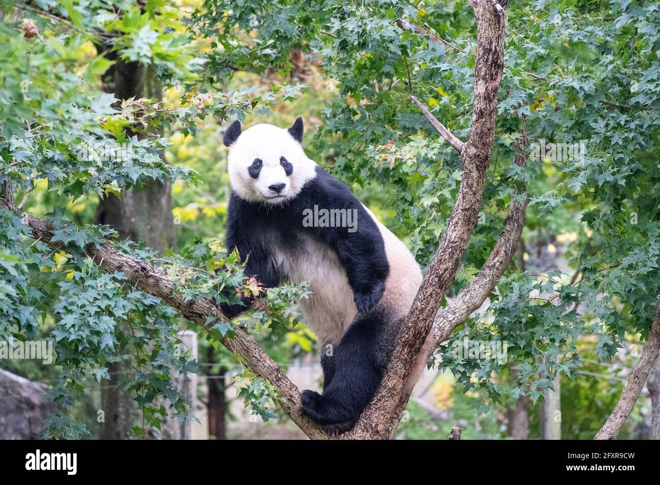 Bei Bei the Giant Panda climbs a tree in his enclosure at the Smithsonian National Zoo in Washington DC, United States of America, North America Stock Photo