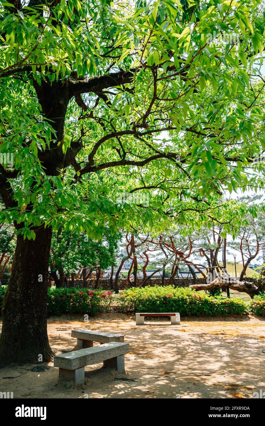 Green forest at Royal Tomb of King Suro in Gimhae, Korea Stock Photo