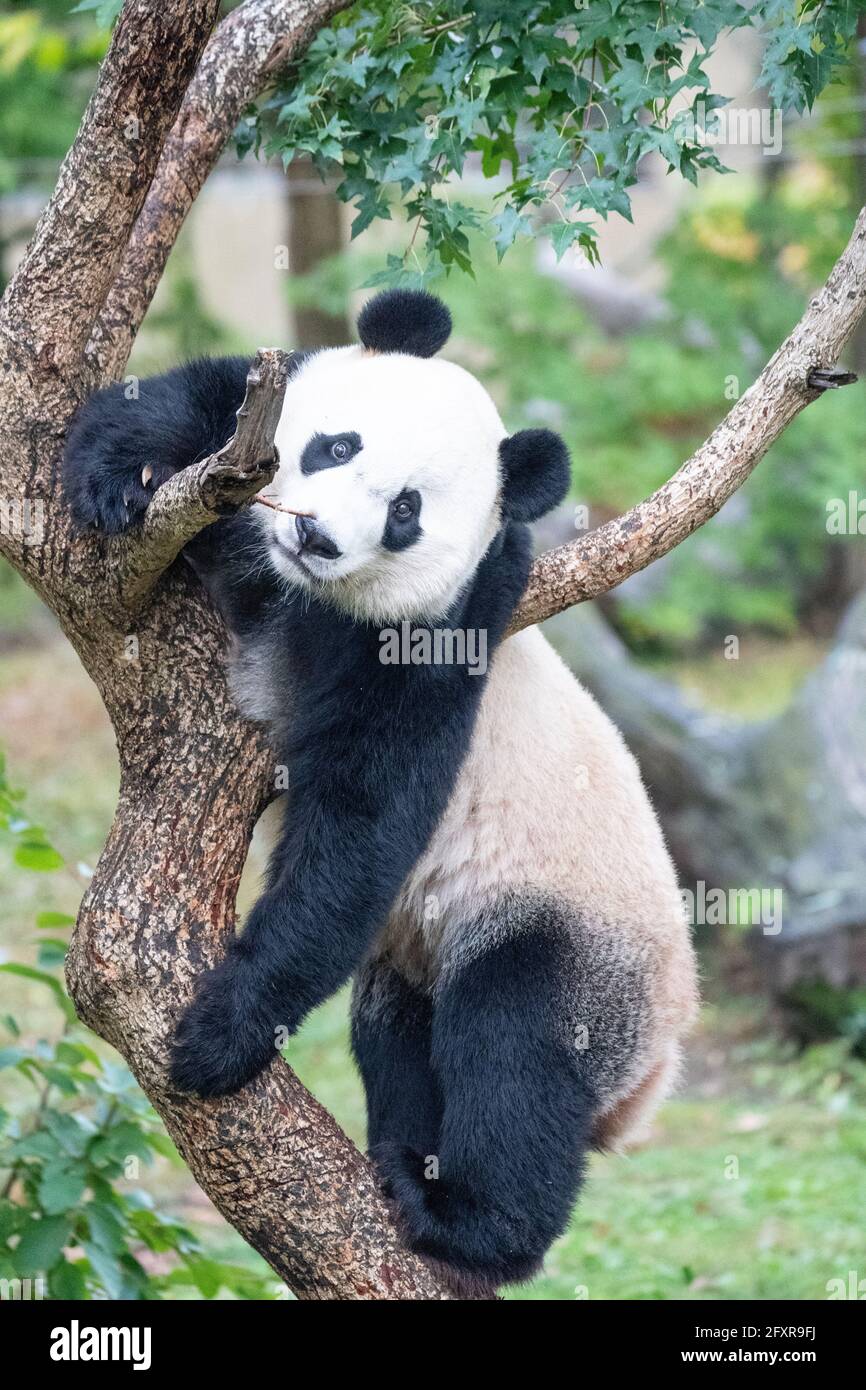 Bei Bei the Giant Panda climbs a tree in his enclosure at the Smithsonian National Zoo in Washington DC, United States of America, North America Stock Photo