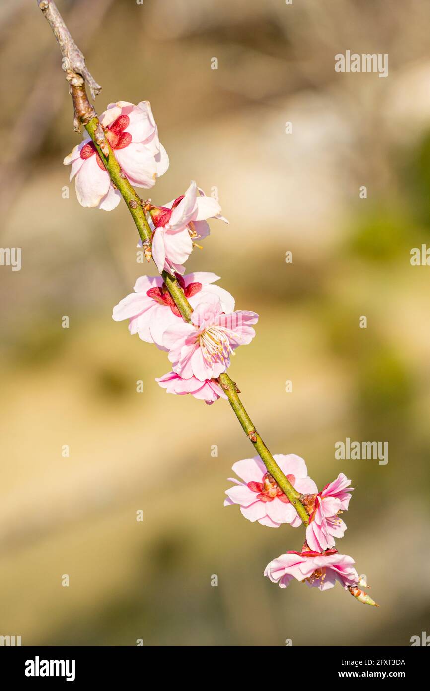 Close-up of pink cherry blossoms in Yamaguchi, Japan Stock Photo - Alamy