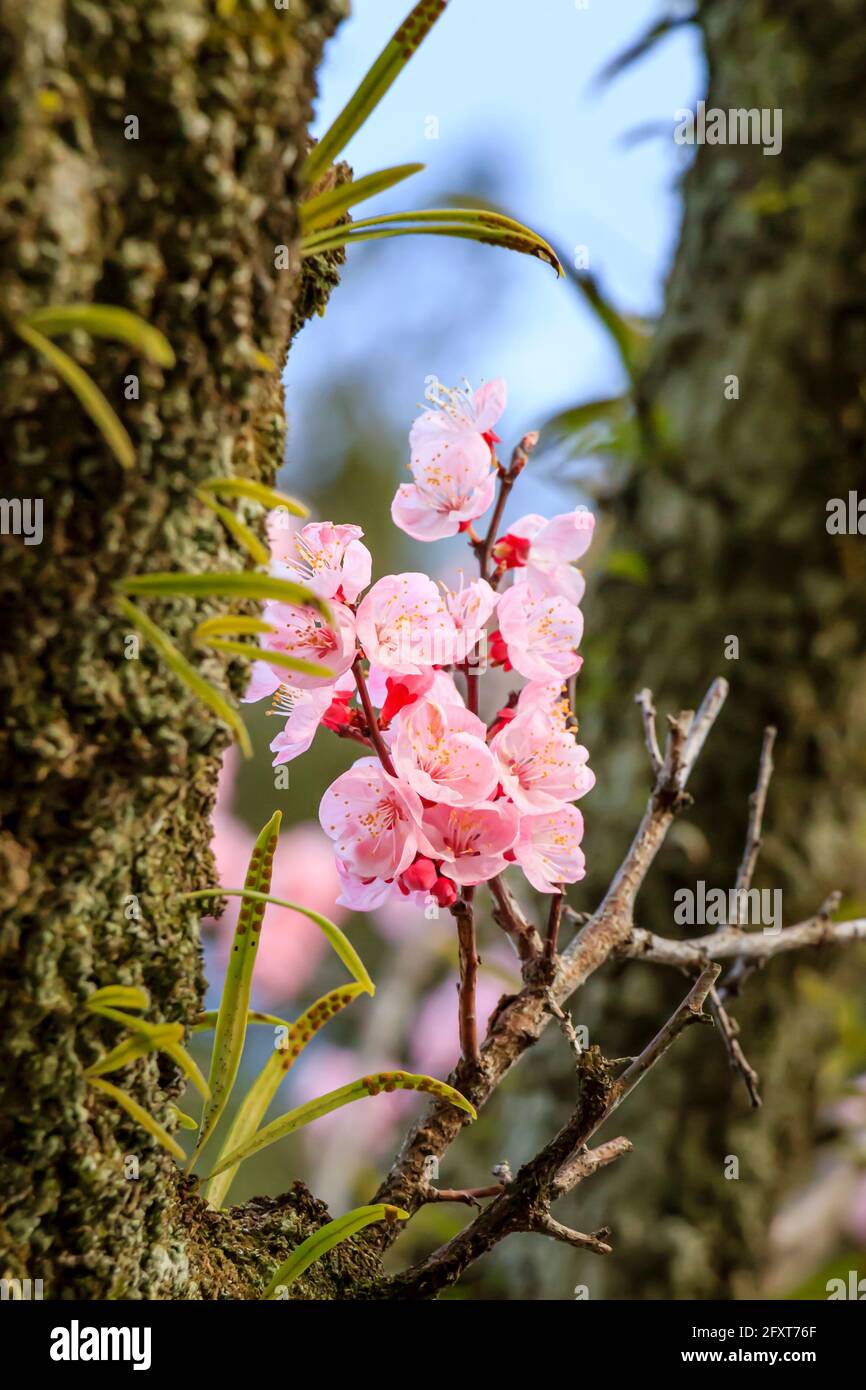 Pink cherry blossoms with some ferns on the tree in Yamaguchi, Japan. Stock Photo