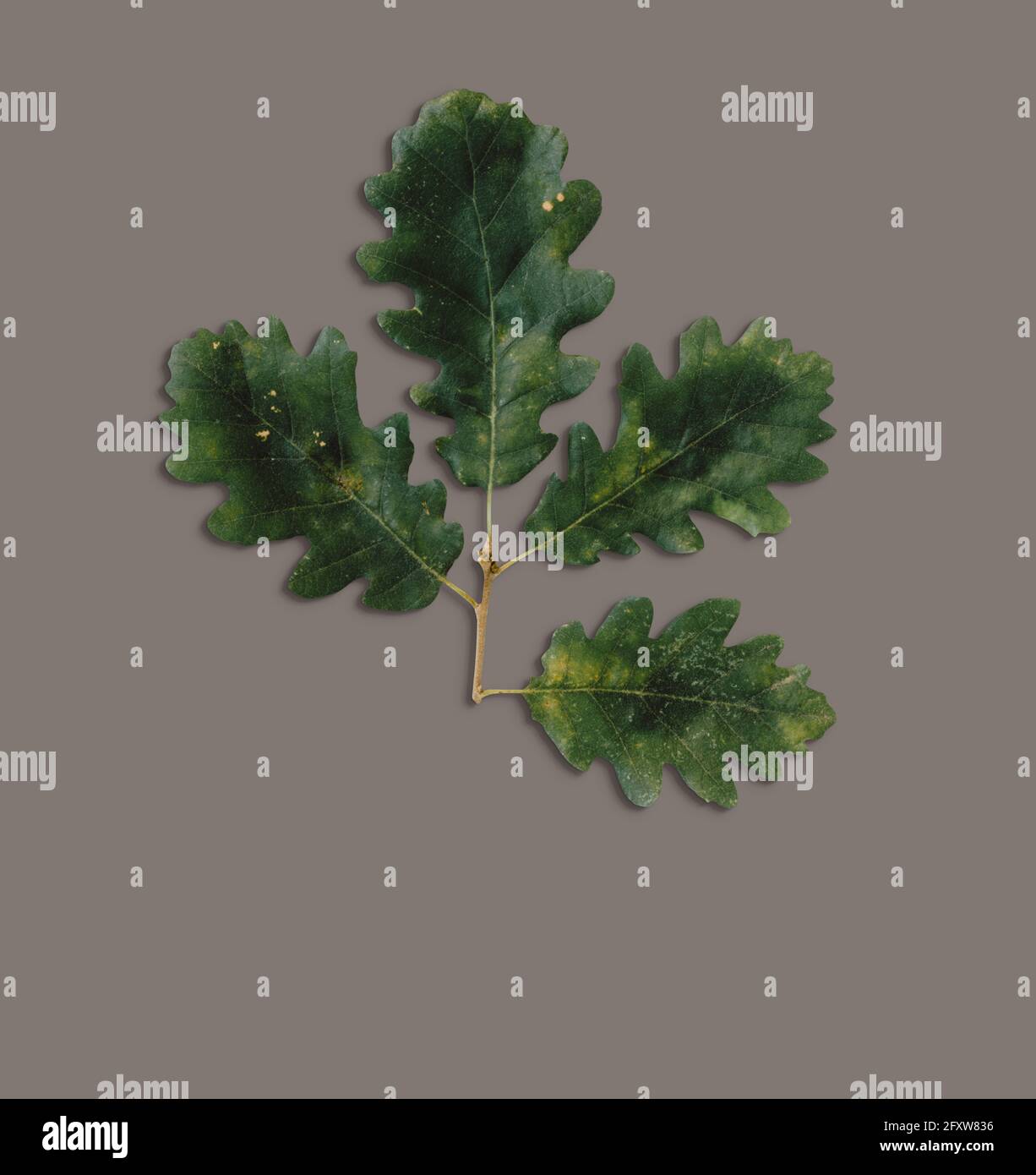 Top up view isolated leaf on dark background. fix for your design ...