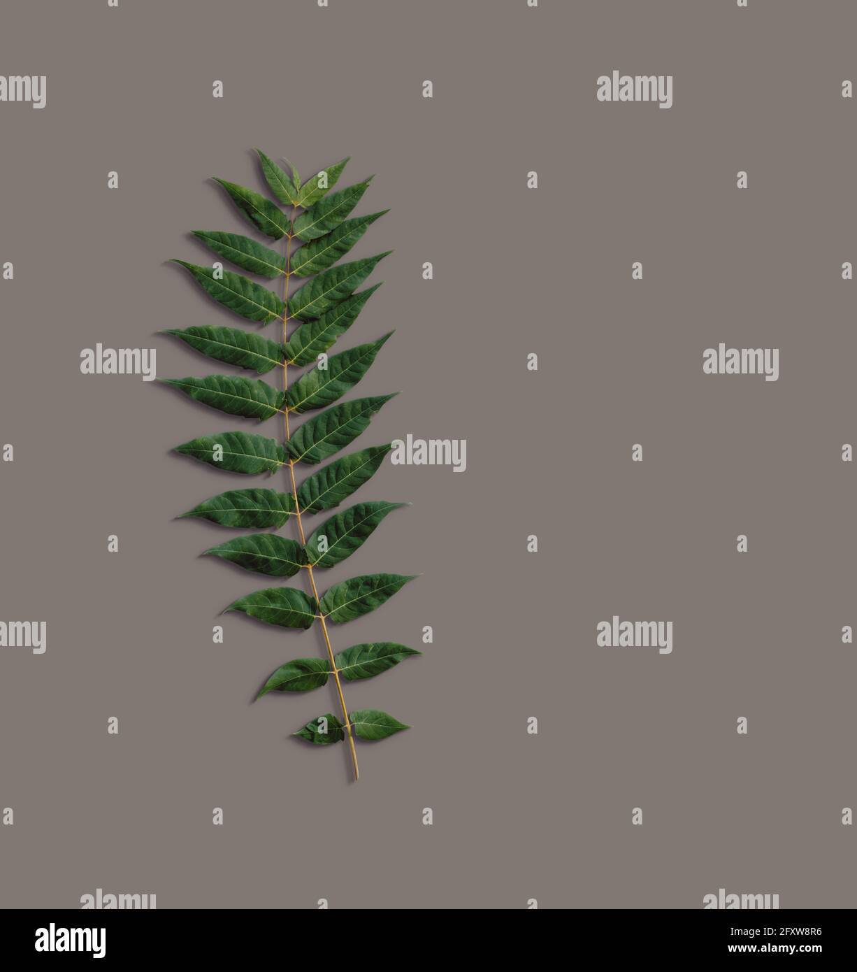 Top up view isolated leaf on dark background. fix for your design ...