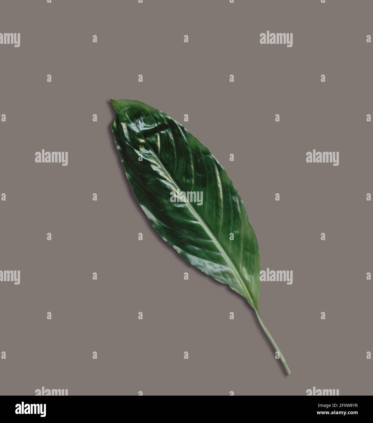 Top up view isolated leaf on dark background. fix for your design ...
