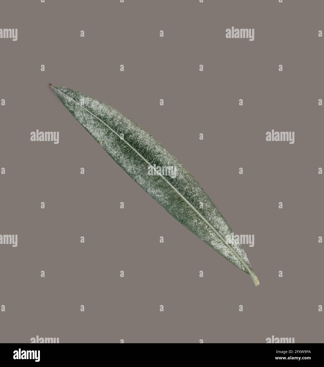 Top up view isolated leaf on dark background. fix for your design ...