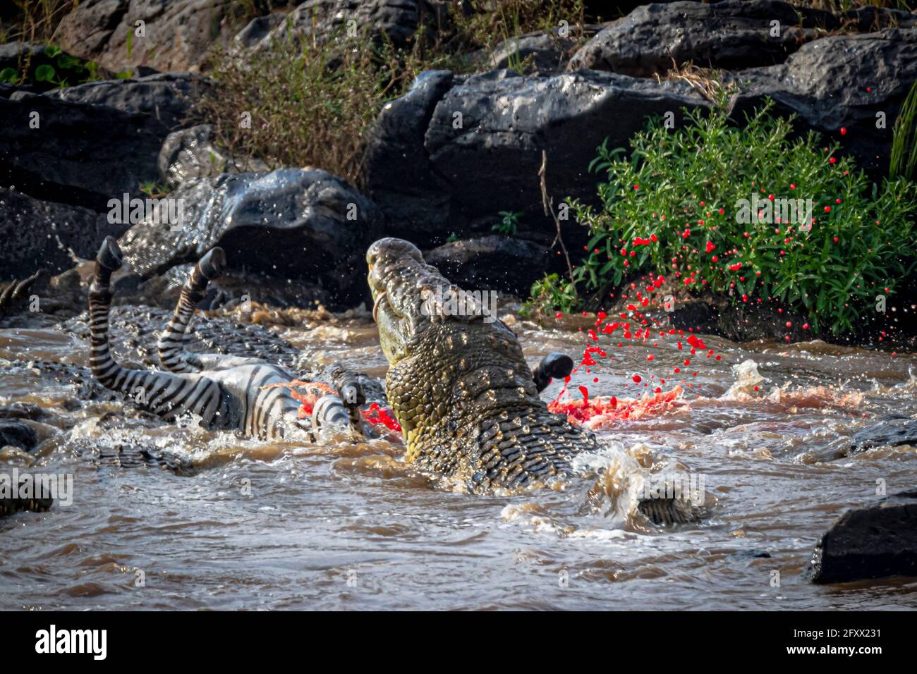 MARA TRIANGLE, KENYA Blood explodes as the croc makes the grim kill