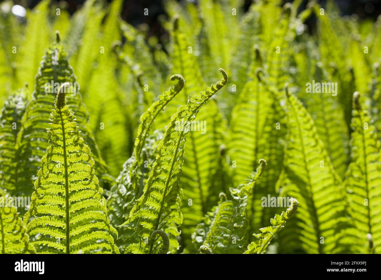 Backdrop of bright ferns hi-res stock photography and images - Alamy