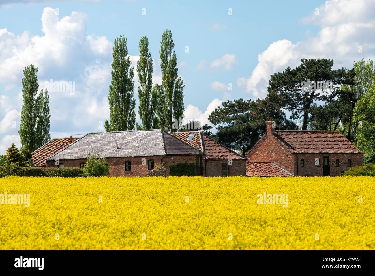 The former Overton Manor Granary beyond a field of Brassica napus, Vale of York, North Yorkshire, UK Stock Photo